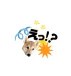 柴犬あさひのスタンプ（個別スタンプ：11）