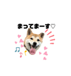 柴犬あさひのスタンプ（個別スタンプ：13）