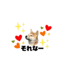 柴犬あさひのスタンプ（個別スタンプ：15）