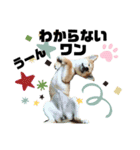 柴犬あさひのスタンプ（個別スタンプ：16）