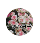kyoko115  冬の花だより（個別スタンプ：2）