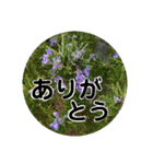 kyoko115  冬の花だより（個別スタンプ：5）