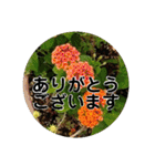 kyoko115  冬の花だより（個別スタンプ：6）