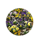 kyoko115  冬の花だより（個別スタンプ：19）