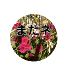 kyoko115  冬の花だより（個別スタンプ：21）