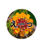 kyoko115  冬の花だより（個別スタンプ：24）