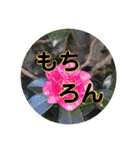 kyoko115  冬の花だより（個別スタンプ：27）
