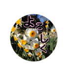 kyoko115  冬の花だより（個別スタンプ：28）