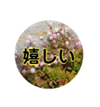 kyoko115  冬の花だより（個別スタンプ：32）
