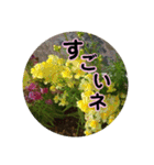 kyoko115  冬の花だより（個別スタンプ：34）