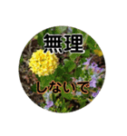 kyoko115  冬の花だより（個別スタンプ：36）