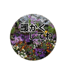 kyoko115  冬の花だより（個別スタンプ：37）
