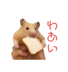 キンクマハムスターのもち様（個別スタンプ：1）