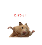 キンクマハムスターのもち様（個別スタンプ：5）