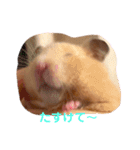 キンクマハムスターのもち様（個別スタンプ：7）