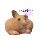 キンクマハムスターのもち様（個別スタンプ：9）