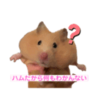 キンクマハムスターのもち様（個別スタンプ：10）
