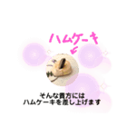 キンクマハムスターのもち様（個別スタンプ：12）