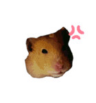 キンクマハムスターのもち様（個別スタンプ：16）