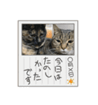 すみのスタンプ・1（個別スタンプ：8）