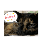 すみのスタンプ・1（個別スタンプ：11）