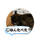 すみのスタンプ・1（個別スタンプ：15）