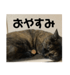 すみのスタンプ・1（個別スタンプ：17）