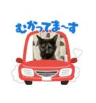 すみのスタンプ・1（個別スタンプ：19）