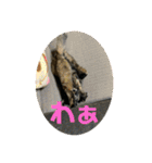 すみのスタンプ・1（個別スタンプ：25）