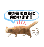 飼い猫のスタンプ CAT（個別スタンプ：16）