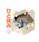 飼い猫のスタンプ CAT（個別スタンプ：22）