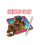 グラン君 1（個別スタンプ：7）