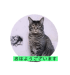 ガッシーねこーず39にゃんシリーズ②（個別スタンプ：1）