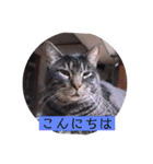 ガッシーねこーず39にゃんシリーズ②（個別スタンプ：2）
