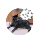 ガッシーねこーず39にゃんシリーズ②（個別スタンプ：3）
