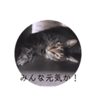 ガッシーねこーず39にゃんシリーズ②（個別スタンプ：5）