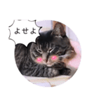 ガッシーねこーず39にゃんシリーズ②（個別スタンプ：7）