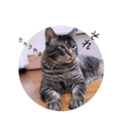 ガッシーねこーず39にゃんシリーズ②（個別スタンプ：8）