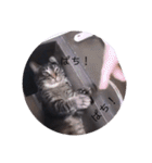 ガッシーねこーず39にゃんシリーズ②（個別スタンプ：9）