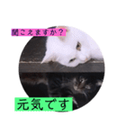 ガッシーねこーず39にゃんシリーズ②（個別スタンプ：11）
