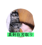 ガッシーねこーず39にゃんシリーズ②（個別スタンプ：12）