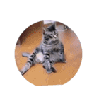 ガッシーねこーず39にゃんシリーズ②（個別スタンプ：13）