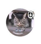 ガッシーねこーず39にゃんシリーズ②（個別スタンプ：15）
