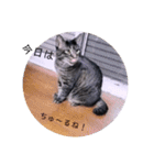 ガッシーねこーず39にゃんシリーズ②（個別スタンプ：17）