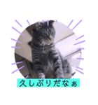 ガッシーねこーず39にゃんシリーズ②（個別スタンプ：18）