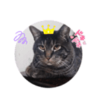 ガッシーねこーず39にゃんシリーズ②（個別スタンプ：20）