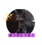 ガッシーねこーず39にゃんシリーズ②（個別スタンプ：21）