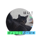ガッシーねこーず39にゃんシリーズ②（個別スタンプ：22）