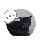 ガッシーねこーず39にゃんシリーズ②（個別スタンプ：24）