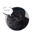 ガッシーねこーず39にゃんシリーズ②（個別スタンプ：25）